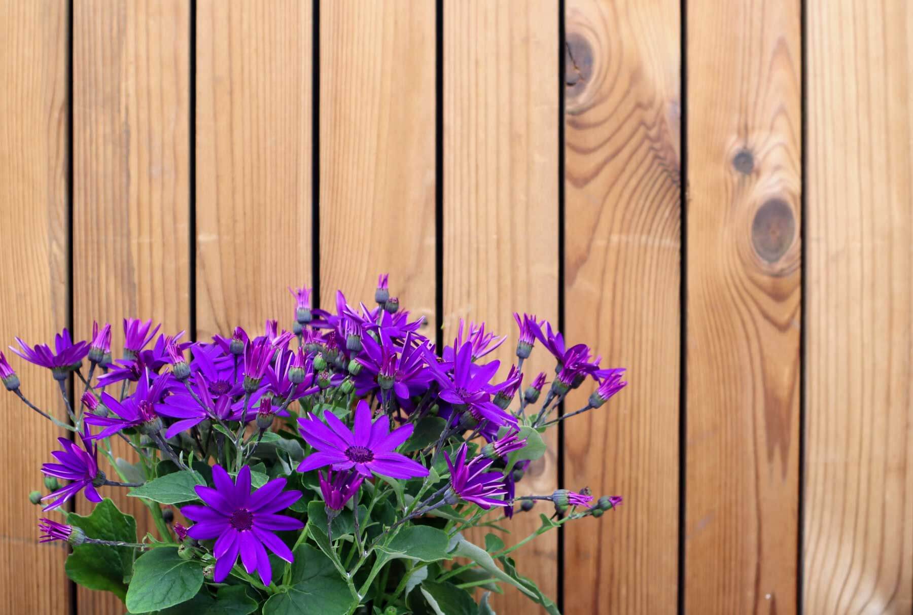 Modern Studio ADU | Prefabricated Backyard Living Space