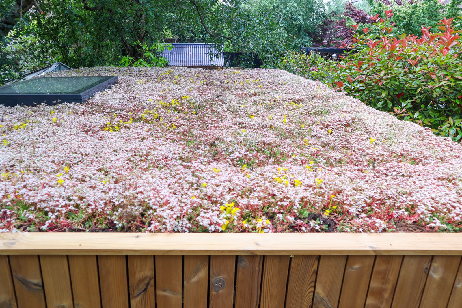 A side profile of sedum roof garden pods showcasing sustainable architectural materials, clean roof lines, and floor-to-ceiling glass paneling.